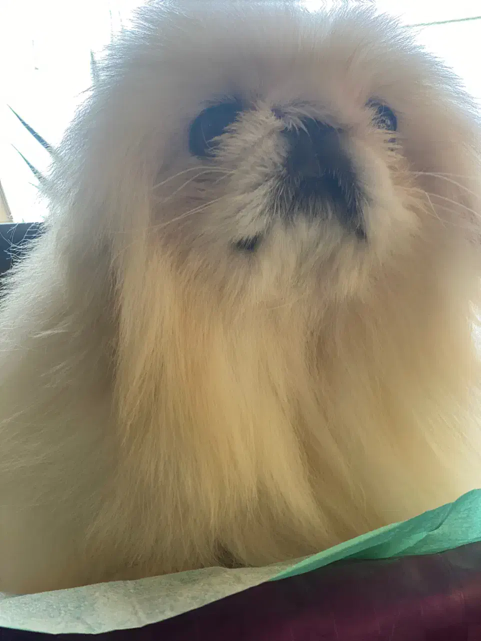 ‌یکینیز امپریال کیفیت عجوبه جوان جفت بیضه ۲۵|سگ|رشت, حمیدیان|دیوار