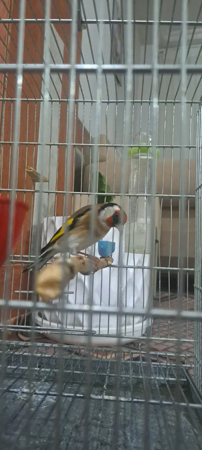 سهره|پرنده|تبریز, |دیوار