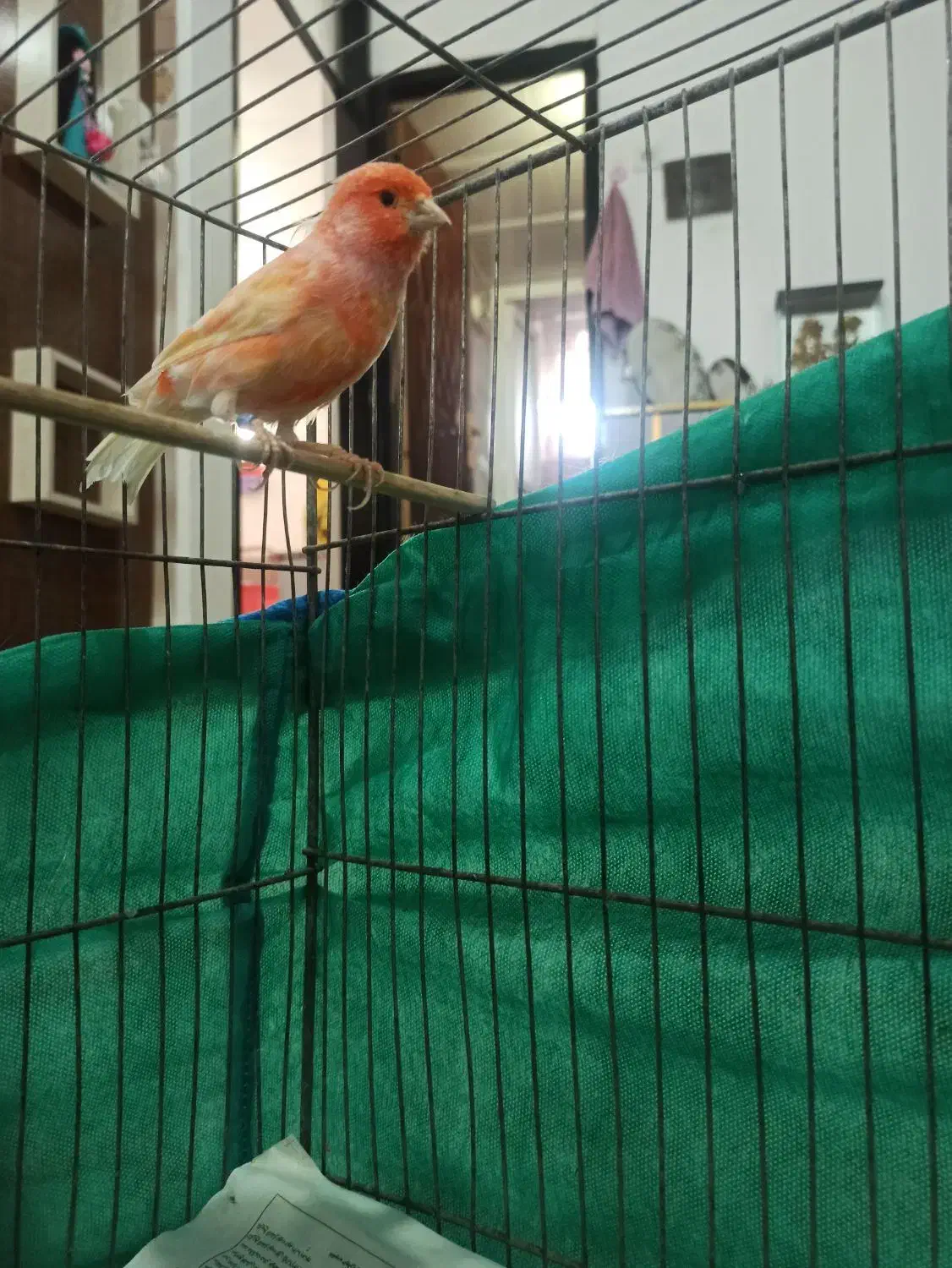 قناری نر|پرنده|زرند, |دیوار