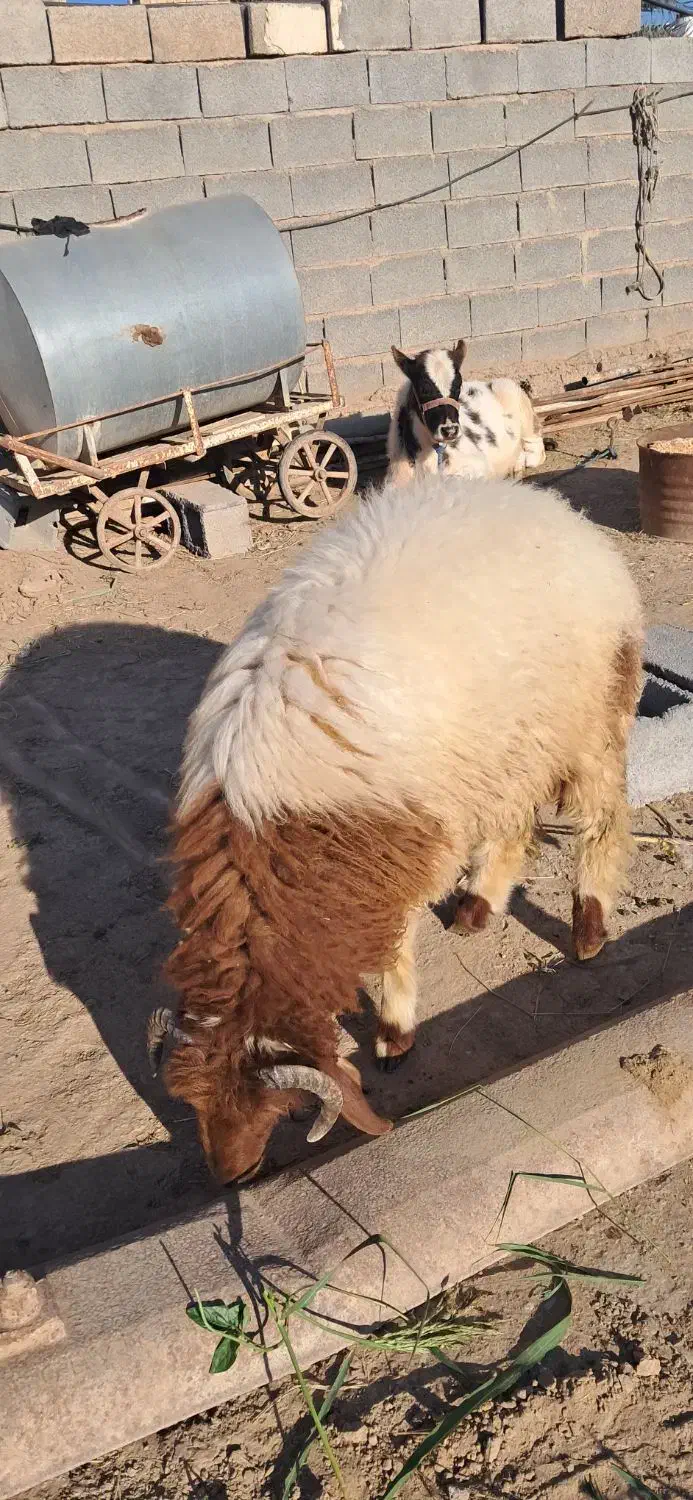 2راس به چا و درجه 1 خروف|حیوانات مزرعه|کرخه, |دیوار