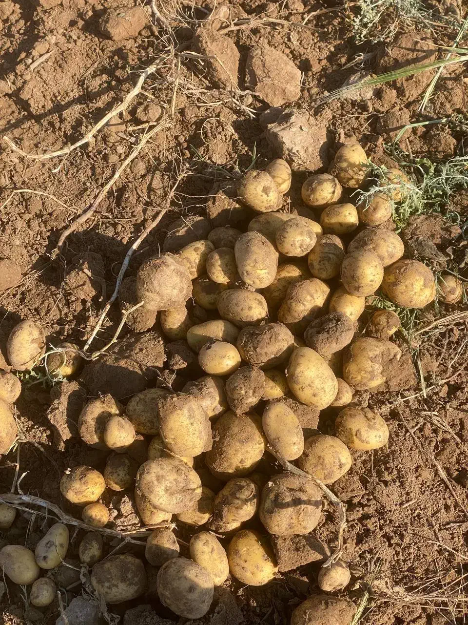 سیب‌زمینی آگریا|خدمات باغبانی و درختکاری|قوچان, |دیوار