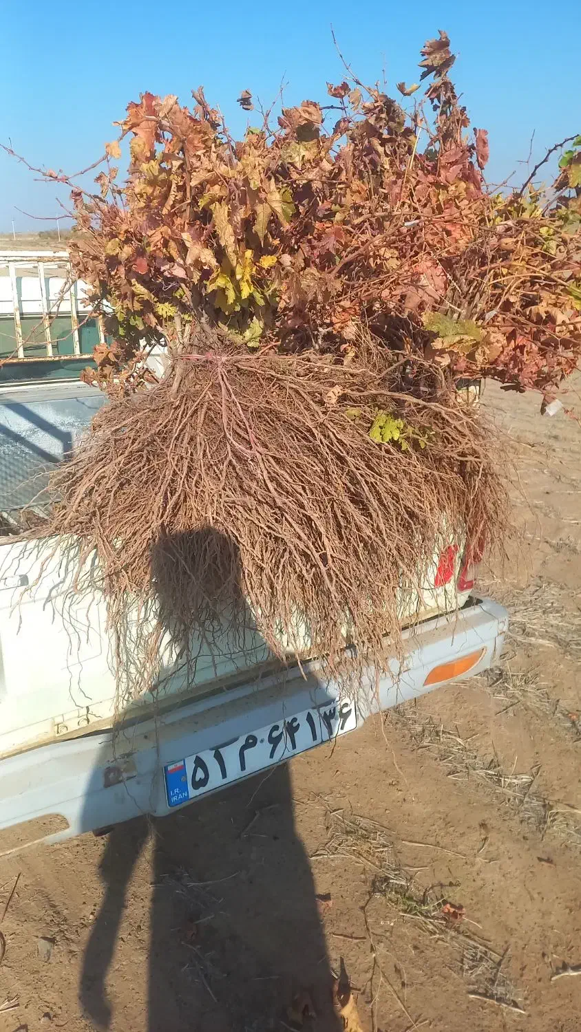 عرضه ی مستقیم انواع نهال انگور|خدمات باغبانی و درختکاری|سبزوار, قصبه غربی|دیوار