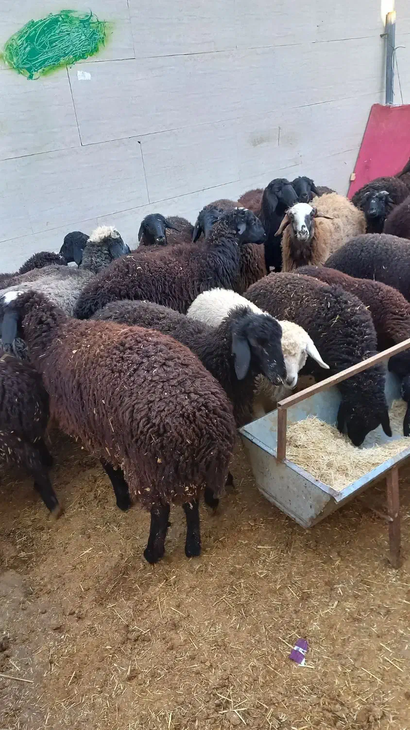 گوسفندزنده همراه باقصاب|حیوانات مزرعه|پاکدشت, پاکدشت (مامازند)|دیوار