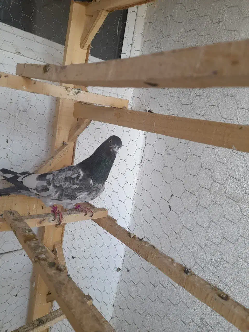 ماده پاکستانی بشرط|پرنده|قم, پردیسان|دیوار