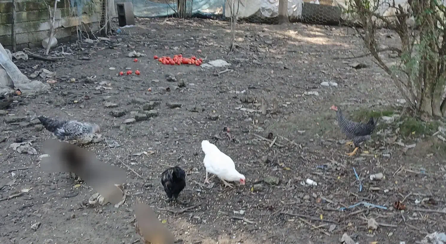 مرغ و خروس محلی سالم و سرحال|حیوانات مزرعه|شفت, |دیوار