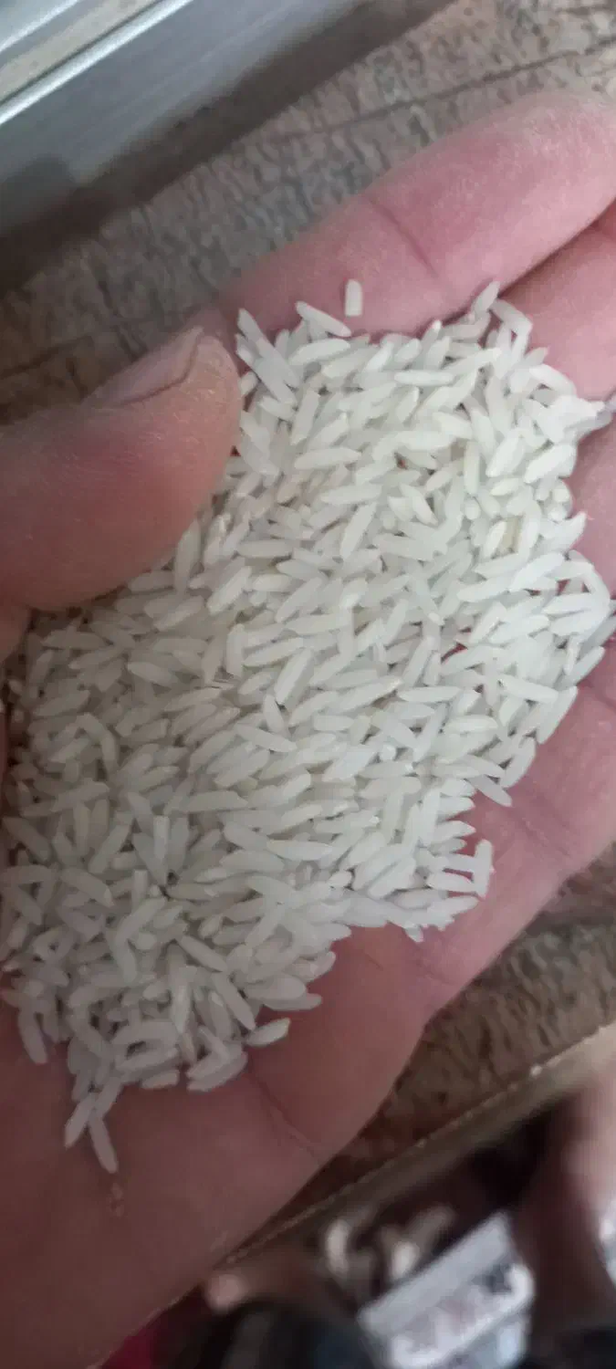 برنج هاشمی محصول خودم|خوردنی و آشامیدنی|تولم شهر, |دیوار