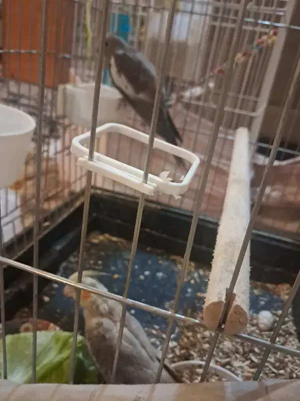 فروش عروس هلندی|پرنده|تهران, جوانمردان (اندیشه)|دیوار