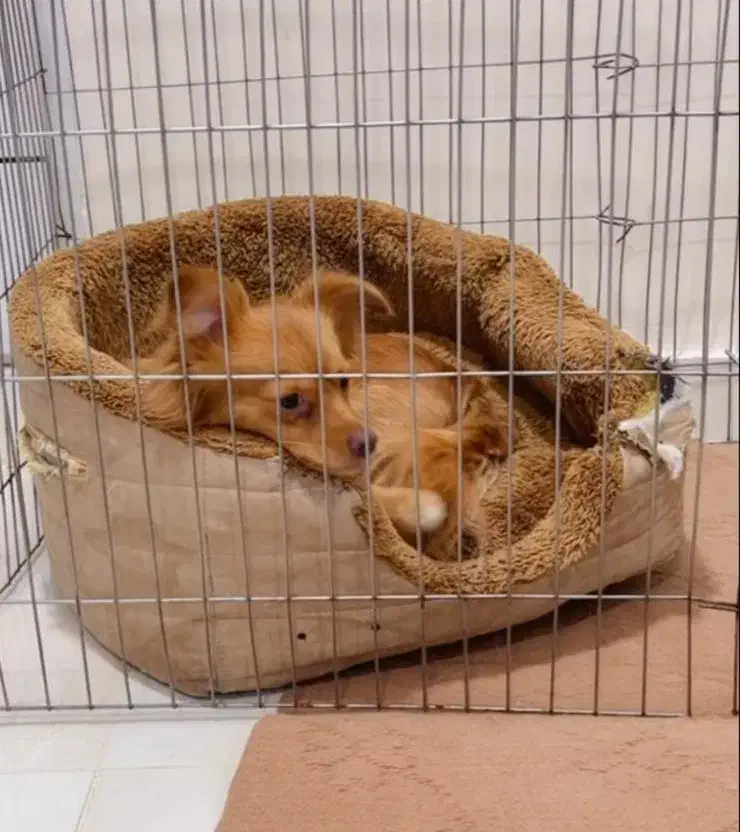 اشپیتز روباهی نر|سگ|امیدیه, |دیوار