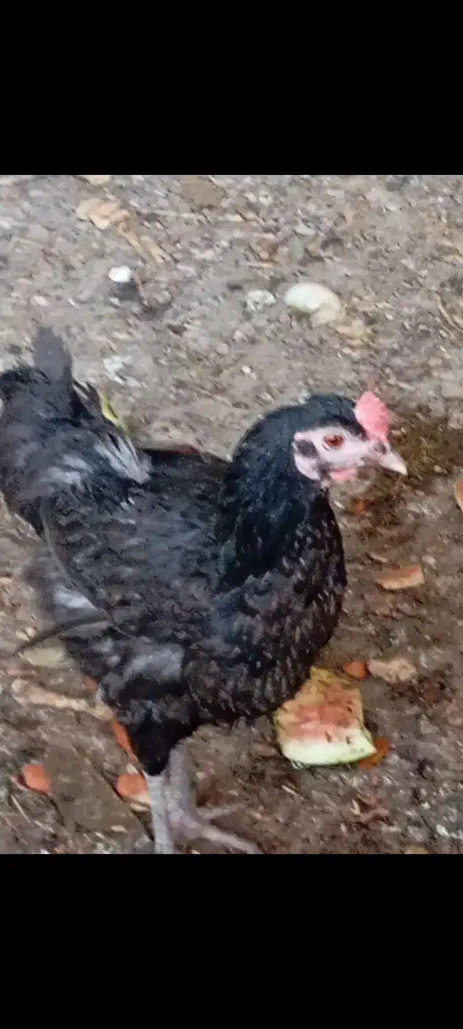 مرغ وخروس محلی|حیوانات مزرعه|کرمان, |دیوار