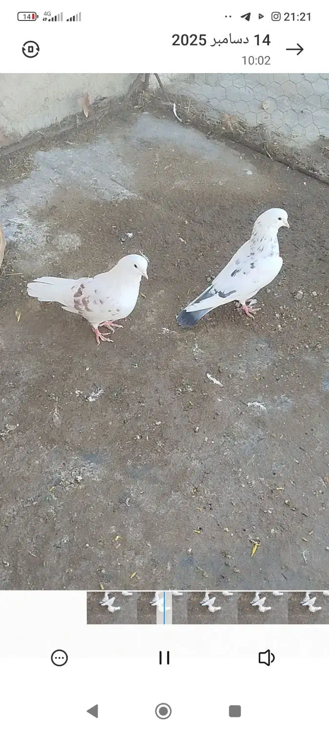 کفتر عالی به شرط|پرنده|خزل, |دیوار