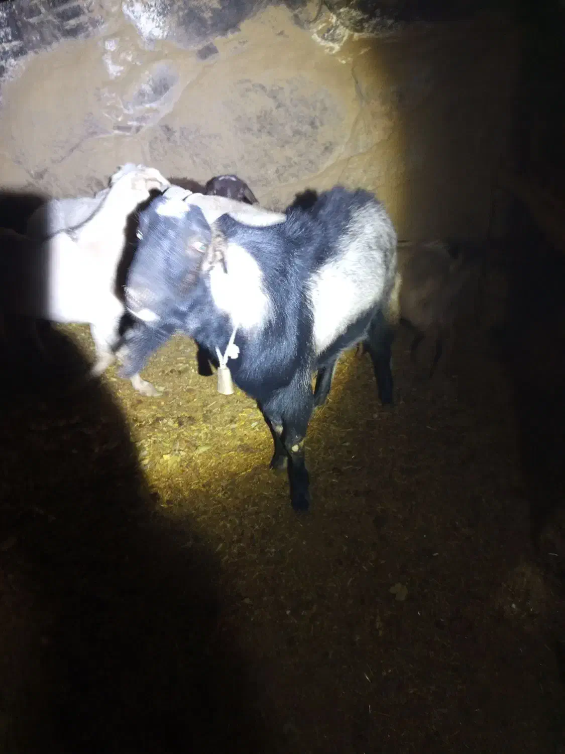 بز و چپیش|حیوانات مزرعه|تفت, |دیوار