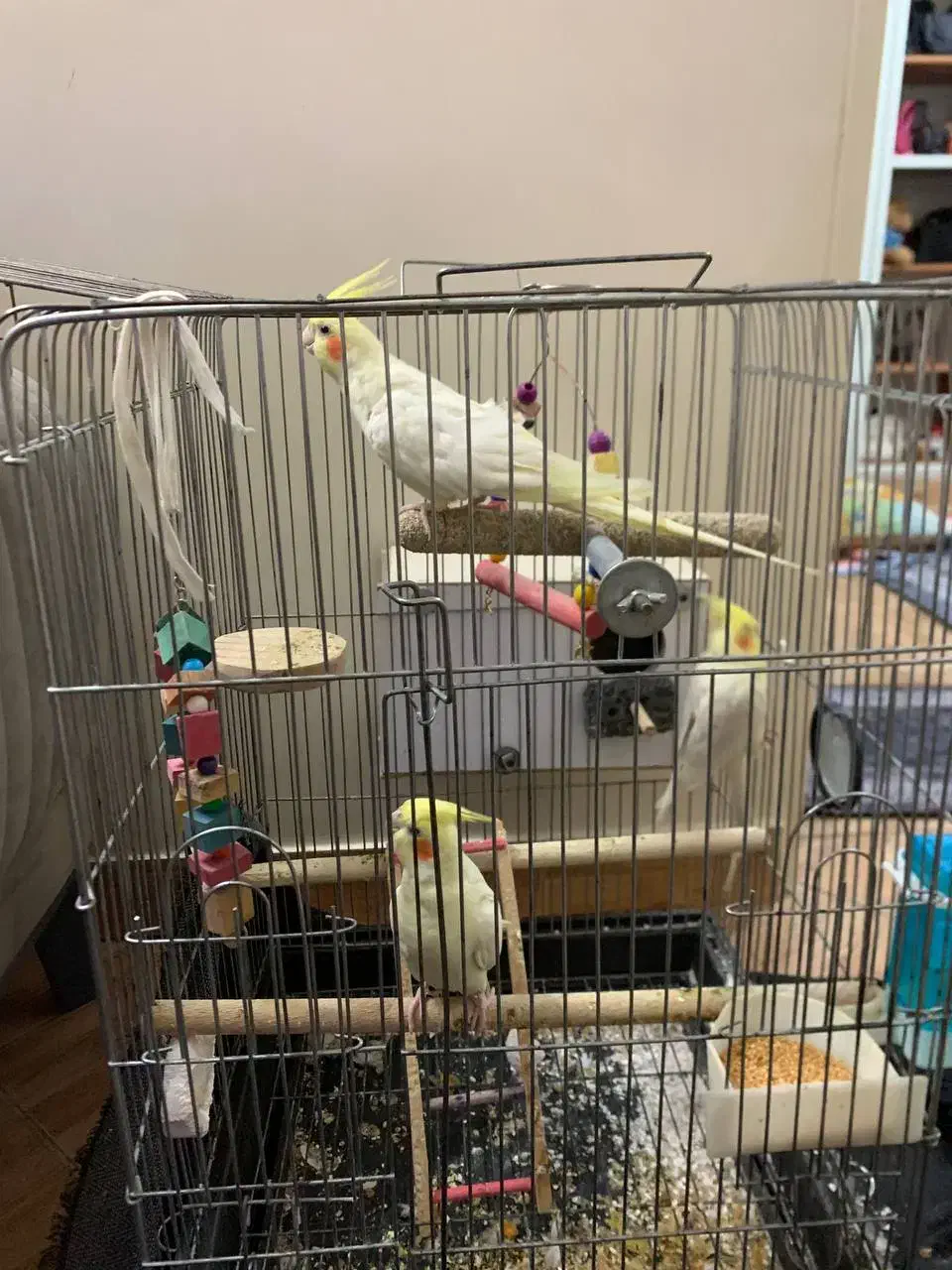 عروس هلندی لوتینو اصل چشم شرابی رام|پرنده|اسلامشهر, مطهری|دیوار