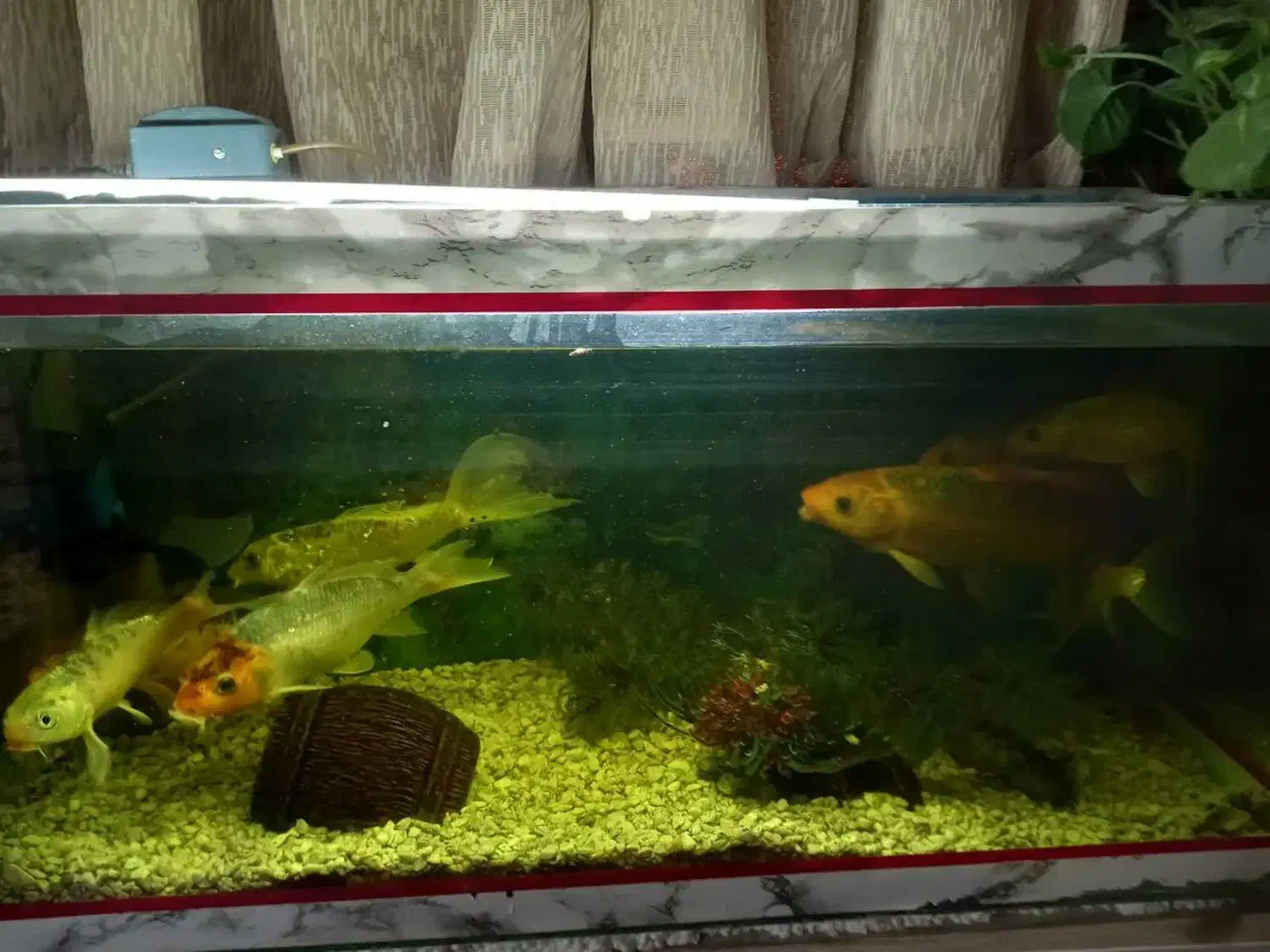 اکواریوم ماهی|ماهی|فولادشهر, A3|دیوار