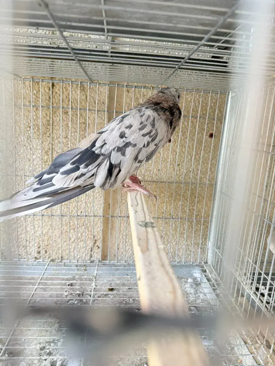 کبوتر سرور قواره دار عتیقه نر جوان|پرنده|چهاردانگه (تهران), |دیوار