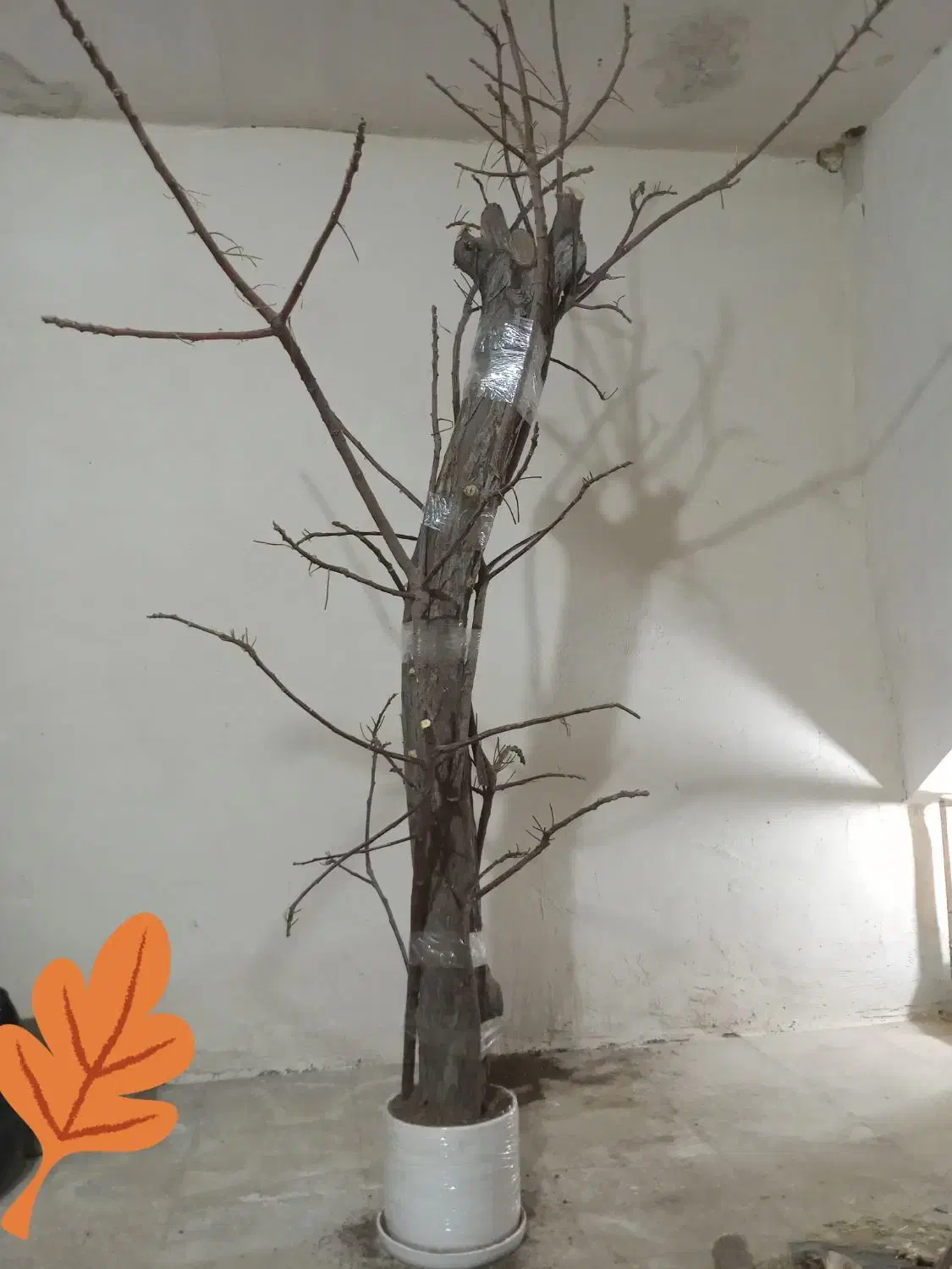 درخت پرنده|لوازم جانبی حیوانات|آران و بیدگل, |دیوار