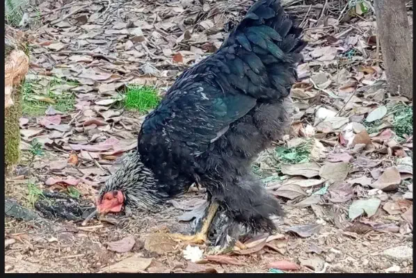 مرغ و خروس|حیوانات مزرعه|لاهیجان, آهندان|دیوار