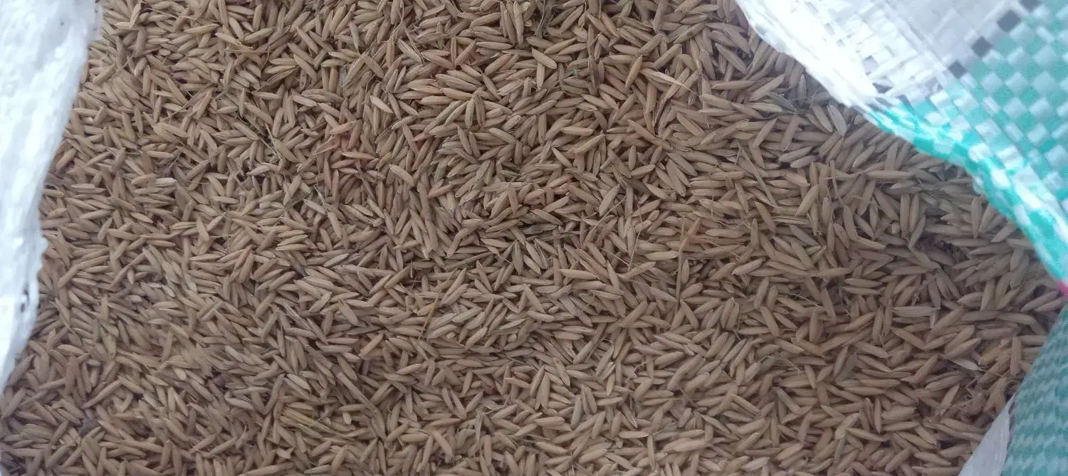 شالی ندا پا کوتاه تمیز|خوردنی و آشامیدنی|آق قلا, |دیوار