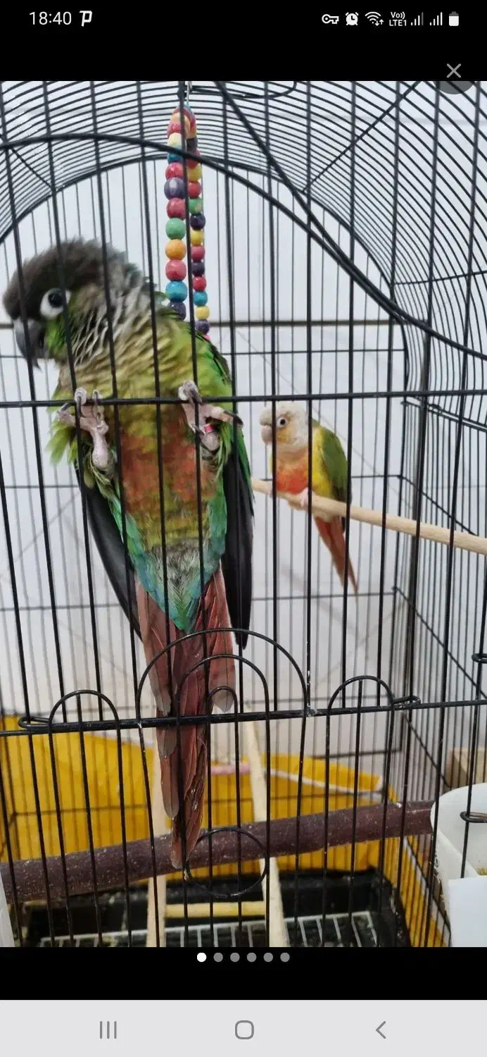 یک عدد جوجه سرلاکی گرینچیک|پرنده|لنجان, |دیوار