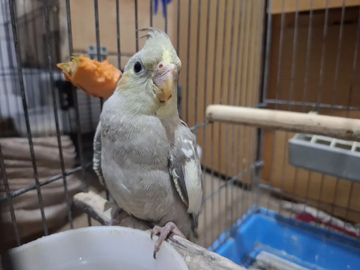 جفت عروس هلندی|پرنده|رودسر, |دیوار