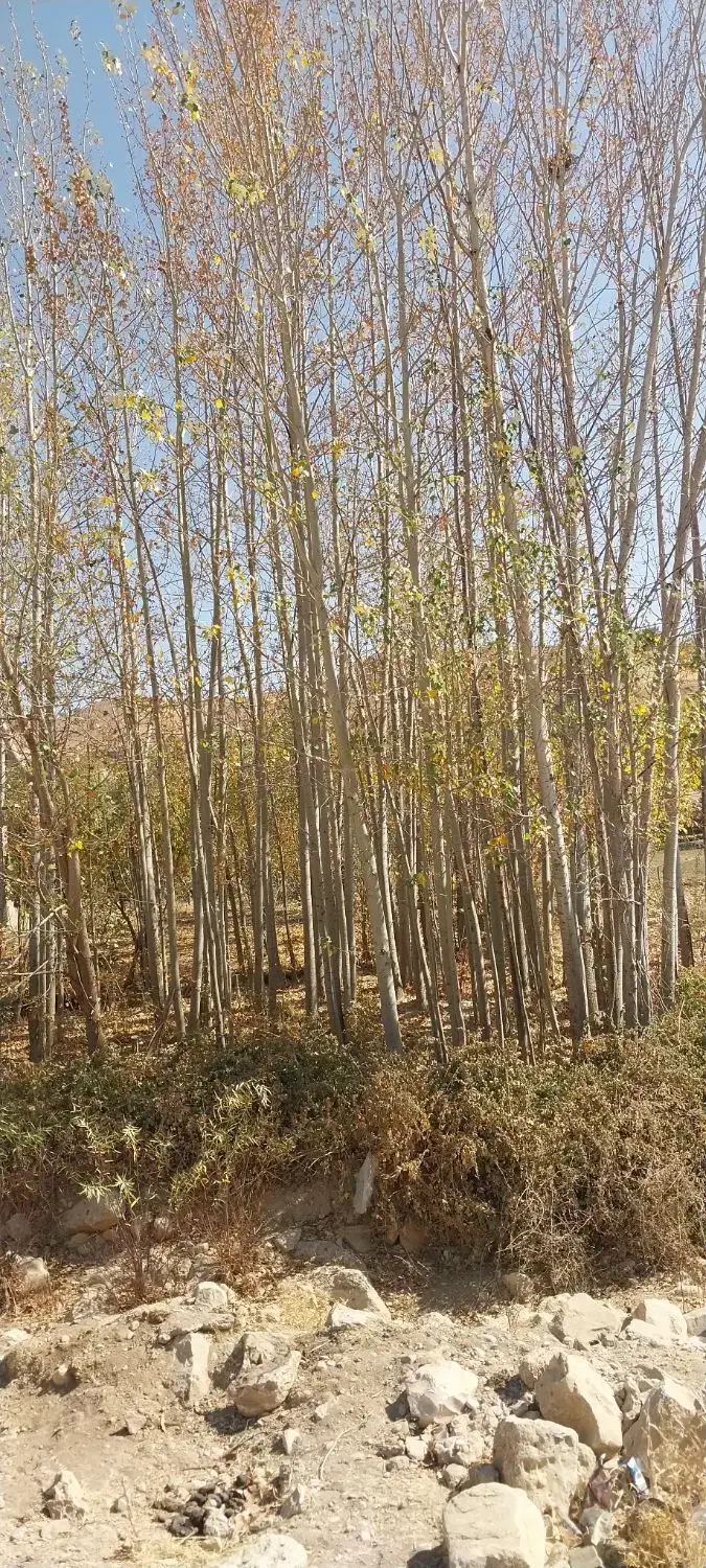 فروش چوب کبوده|خدمات باغبانی و درختکاری|بازفت, |دیوار