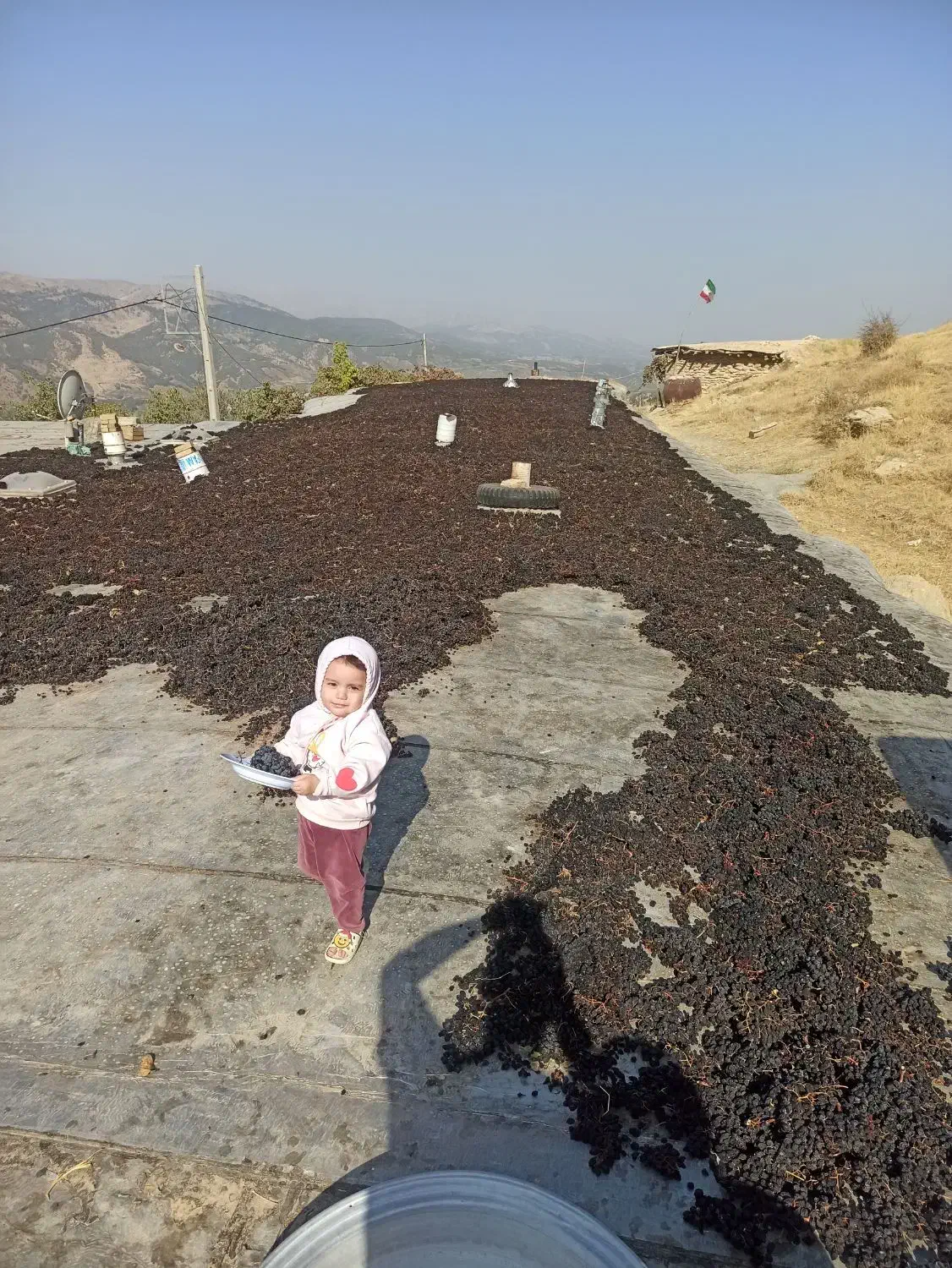 یکتننیممویزانگورشانی سردشتسهتننیمگردو|عمدهفروشی|وزینه, |دیوار