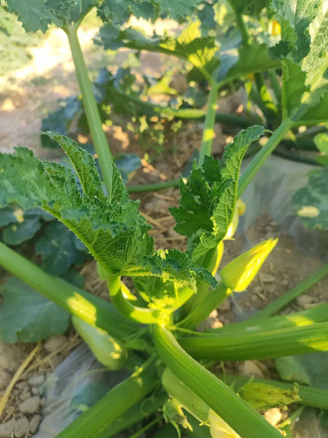 کدو کبابی بذر تلما|عمدهفروشی|فیروزآباد (فارس), |دیوار