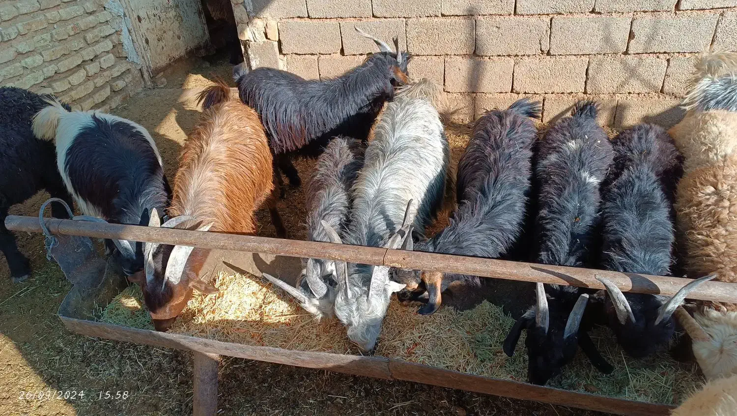 فروش کهره چاق تخت|حیوانات مزرعه|باغ صفا, |دیوار