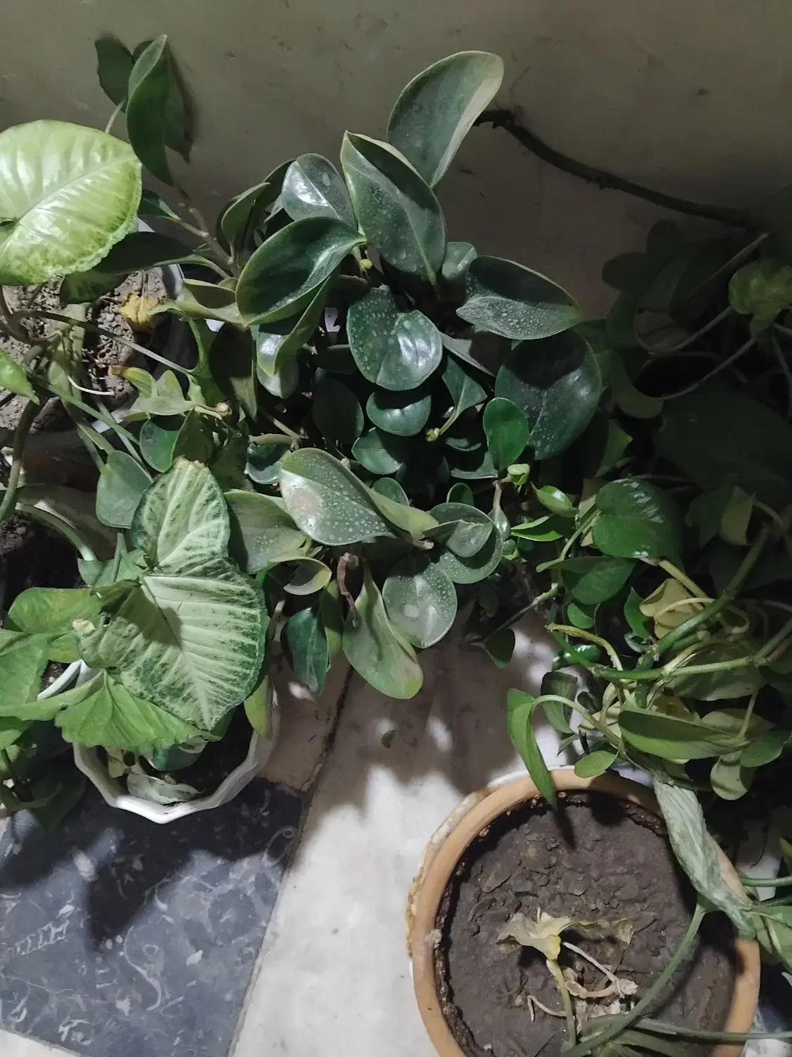 گل وگلدان|گل و گیاه طبیعی|تهران, سردارجنگل|دیوار