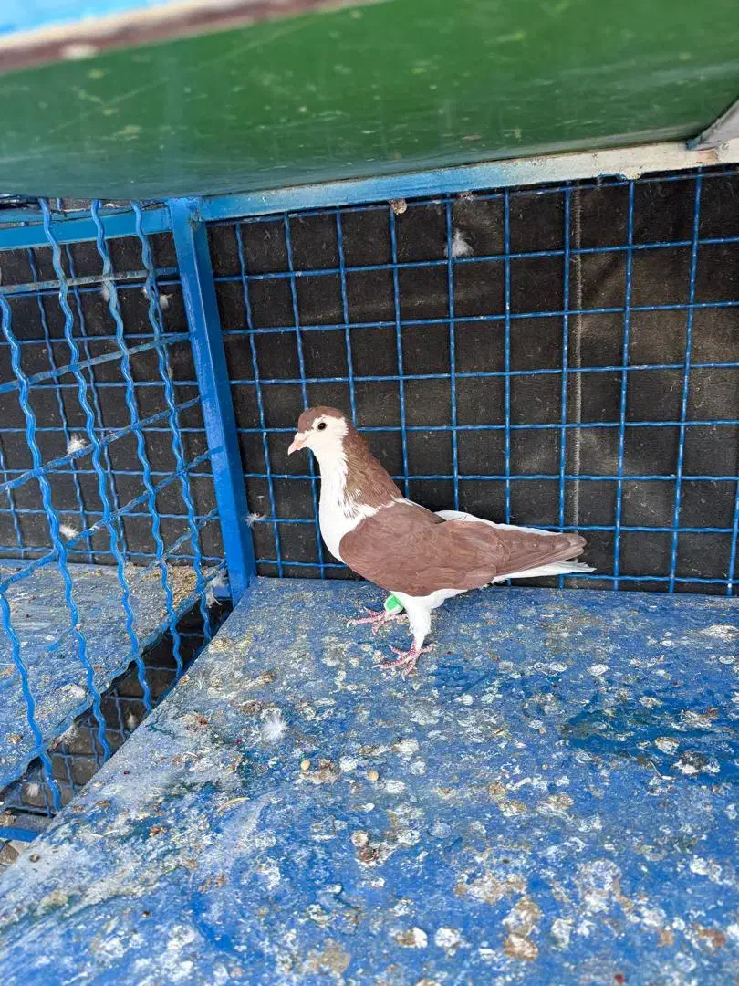 ماده چپ گلی|پرنده|کرمان, |دیوار