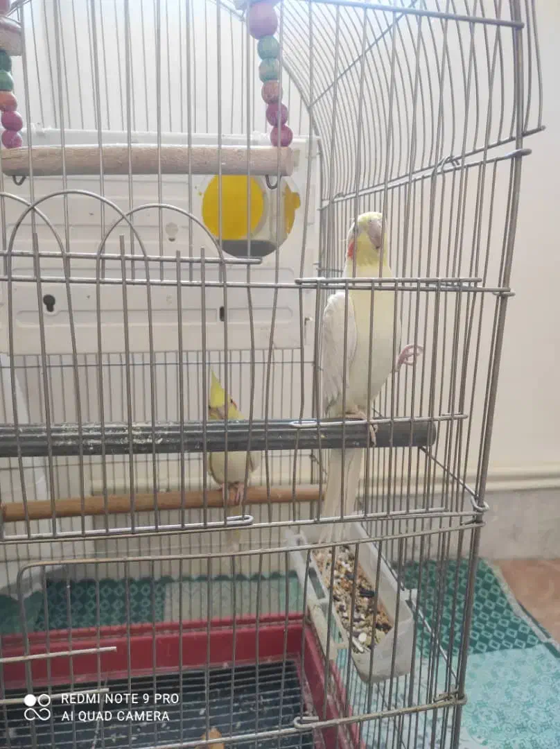 عروس هلندی|پرنده|بروجرد, |دیوار