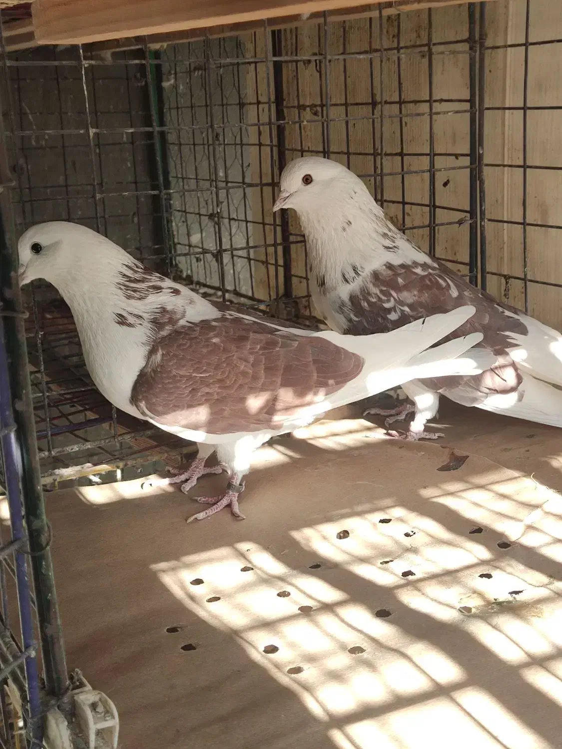 مایل به معاوضه نسیتم|پرنده|اسلام‌شهر, ترشنبه|دیوار