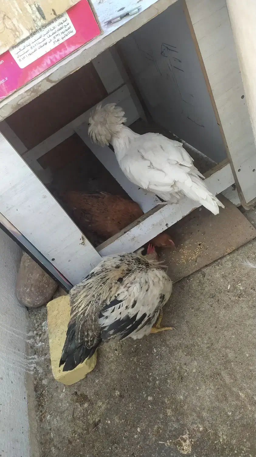 مرغ و خروس|حیوانات مزرعه|فردیس, شهرک ناز|دیوار