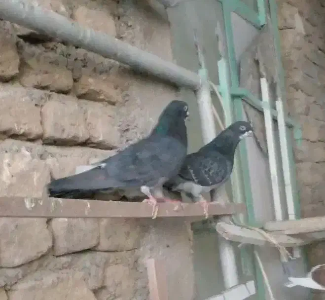 کبوتر تهرانی پرشی|پرنده|محمدشهر, همایون ویلا|دیوار