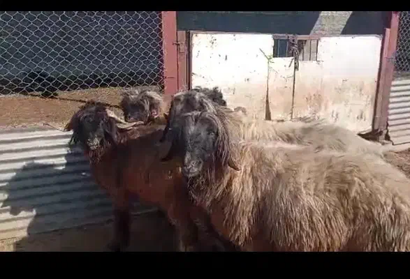 قوچ و بره قوچ|حیوانات مزرعه|شیراز, داریون|دیوار