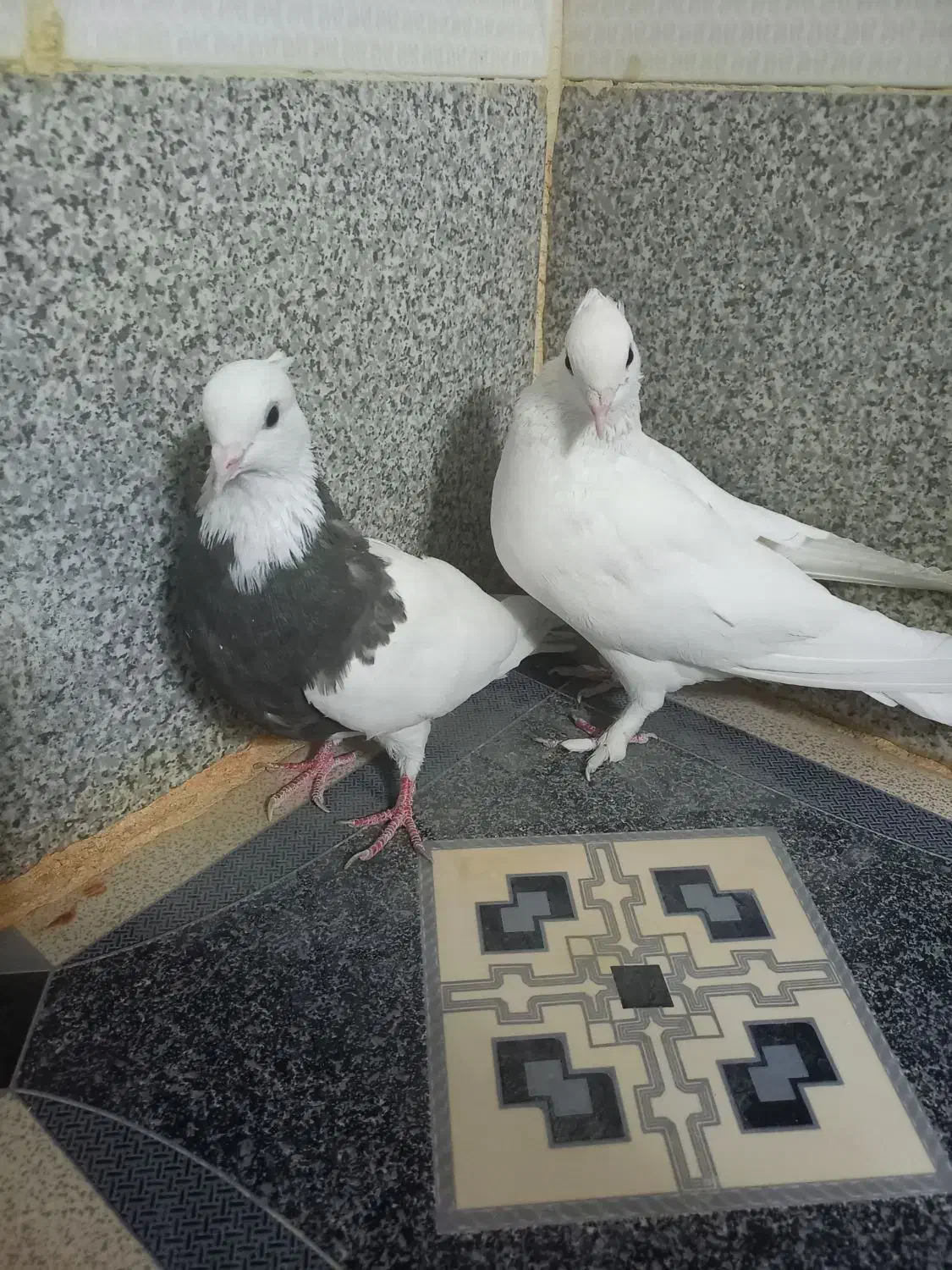 کبوتر طوقی دره شهر|پرنده|دره شهر, |دیوار