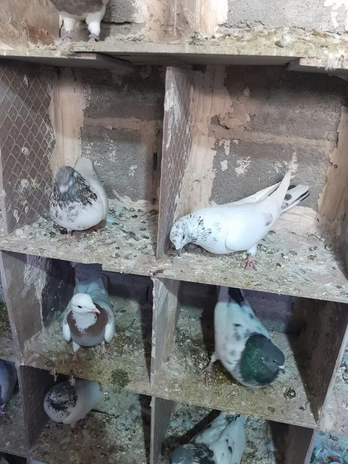 کفترتهرانی|پرنده|بروجرد, |دیوار