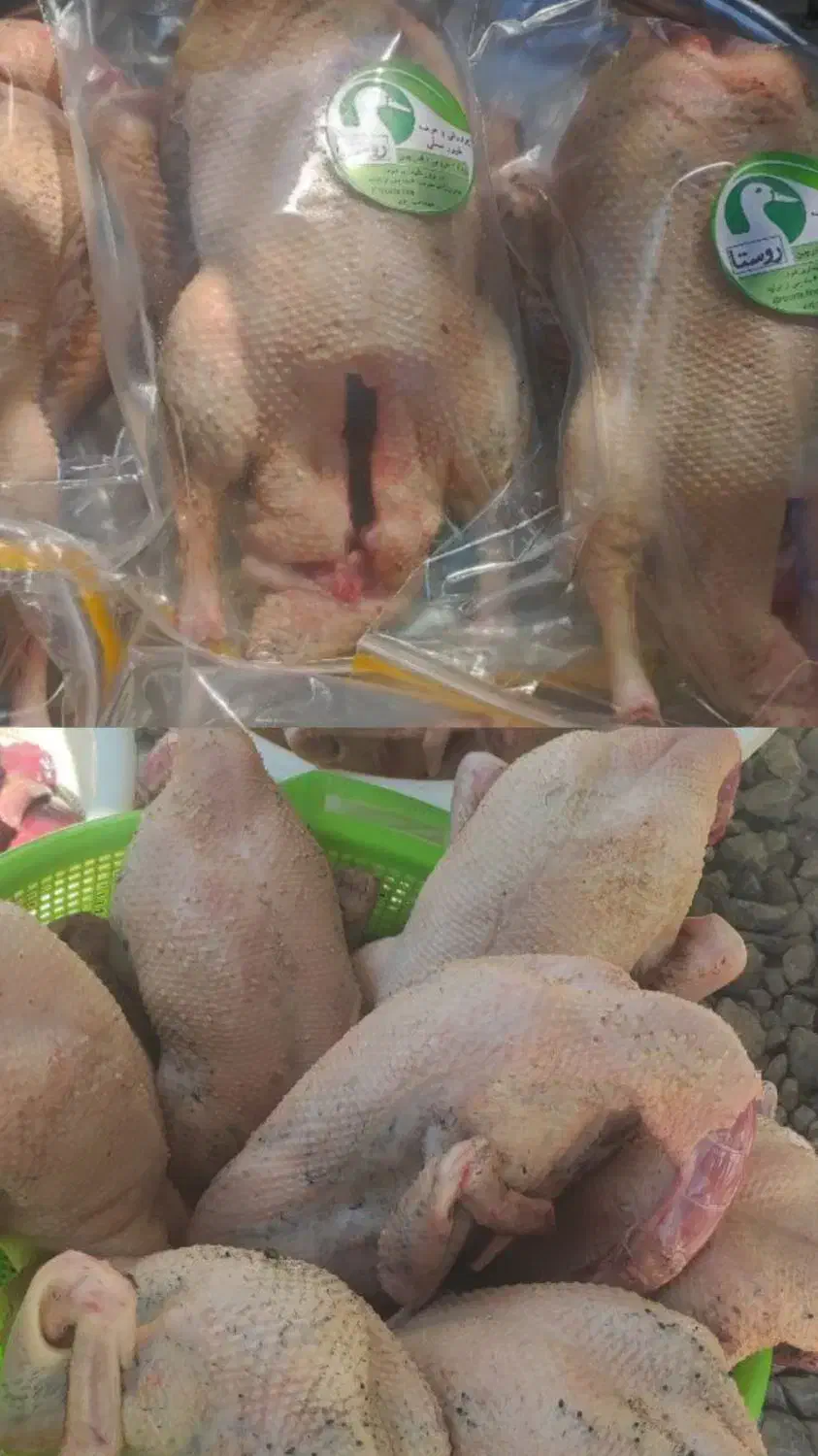 اردک محلّی مرغ محلّی|حیوانات مزرعه|بابلسر, |دیوار