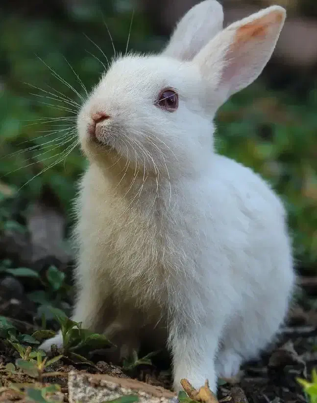 خرگوش سفید|موش و خرگوش|داراب, |دیوار