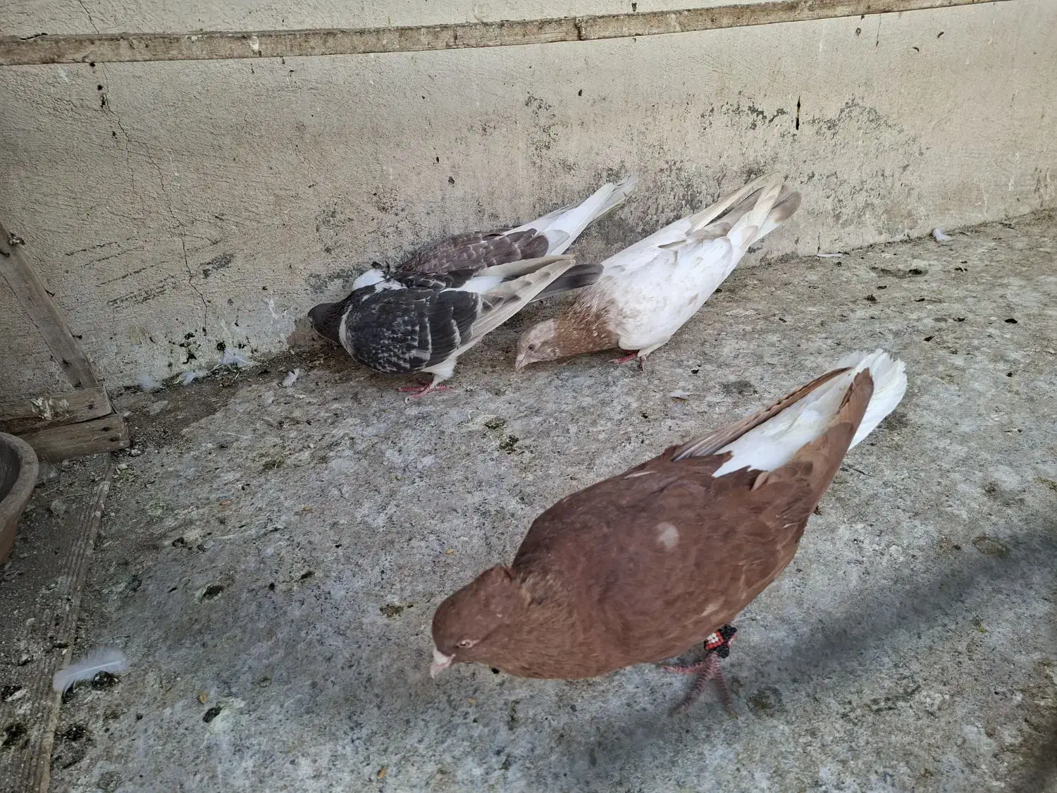 کبوتررنگی|پرنده|قم, کلهری|دیوار