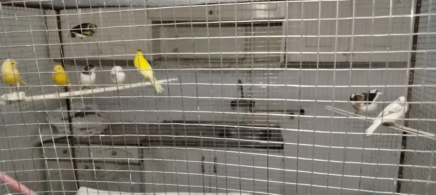 قناری|پرنده|اسفراین, |دیوار