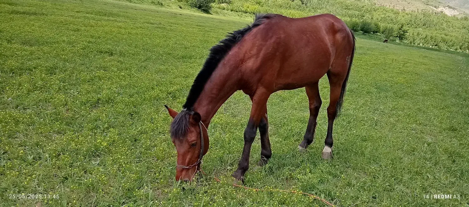 اسب آرام ونجیب بهترینه تو نوع خودش|اسب و تجهیزات اسب‌سواری|سیلوانه, |دیوار