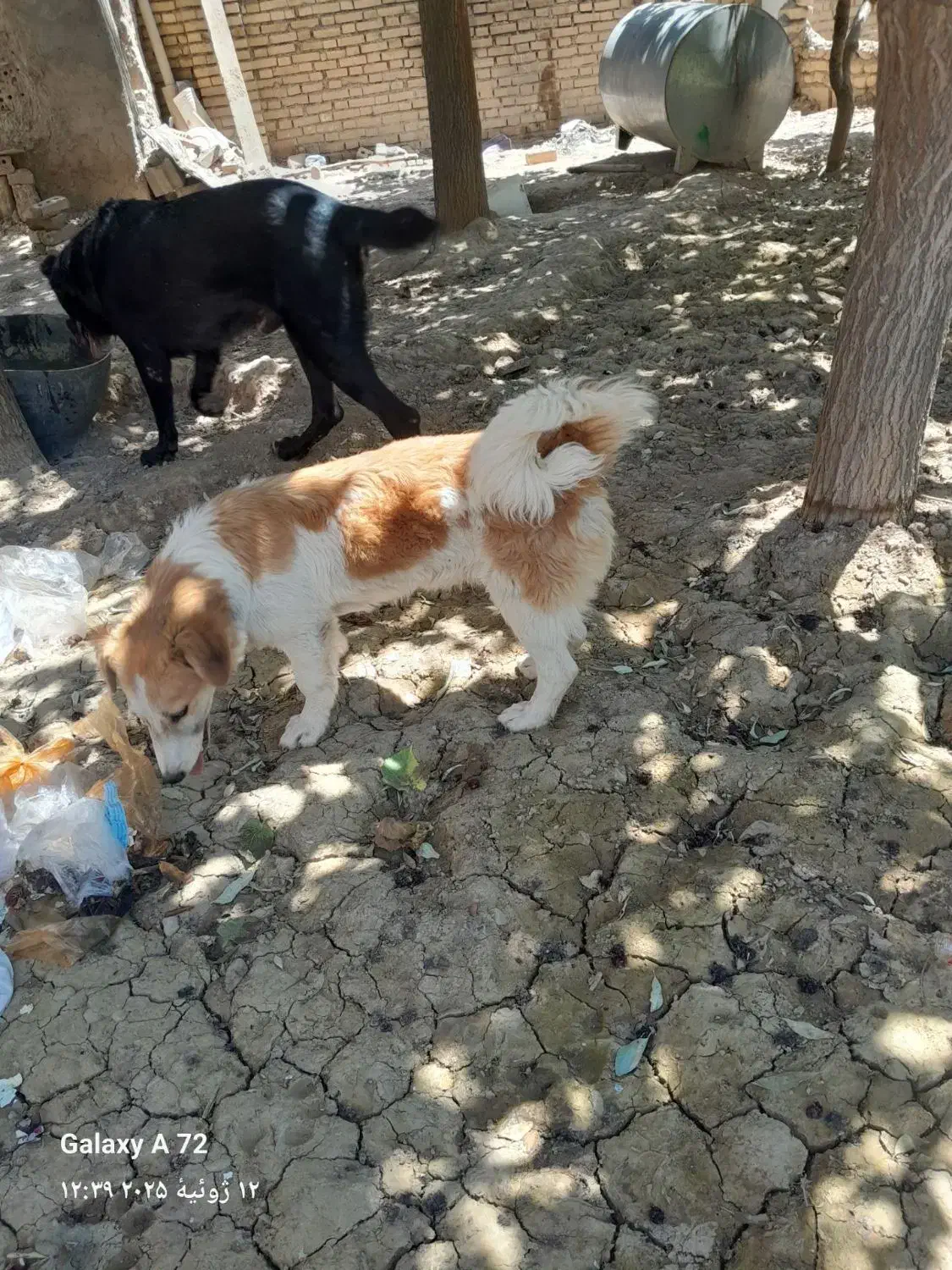 سگ نگهبان|سگ|مشهد, فرخد|دیوار