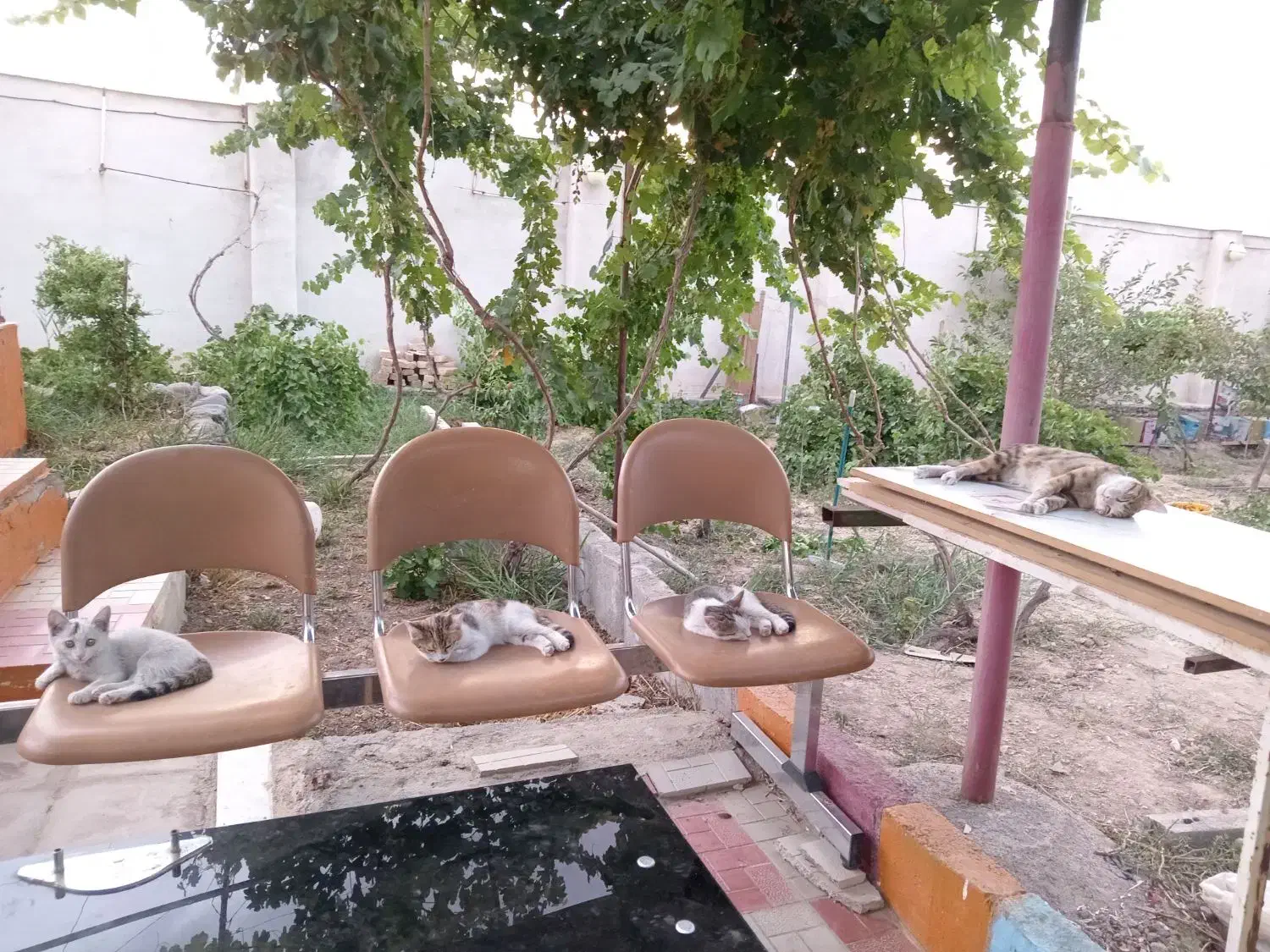 واگذاری 2 عدد گربه خانگی|گربه|زنجان, |دیوار