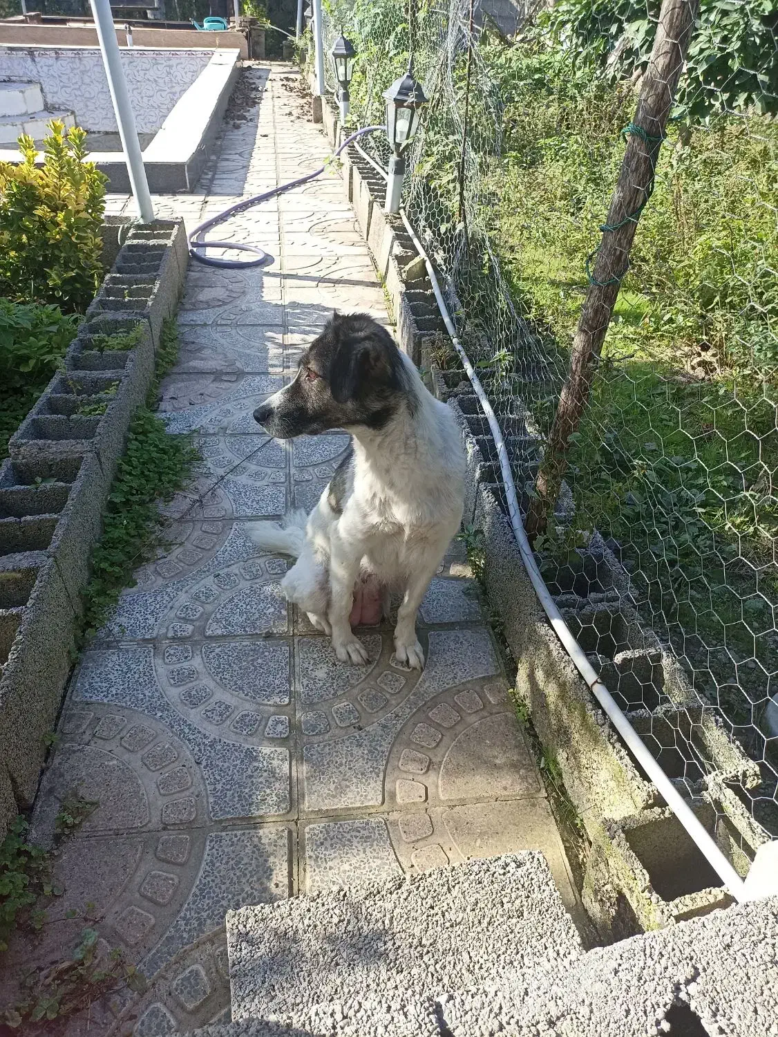 توله دورگه|سگ|کوچصفهان, |دیوار