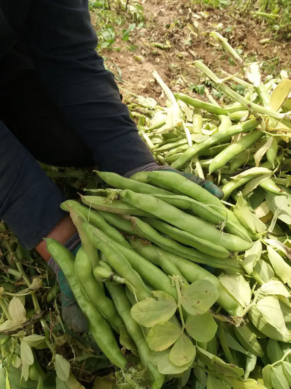 بذر باقله دزفولی درجه یک مال امساله|حراج|بروجرد, |دیوار