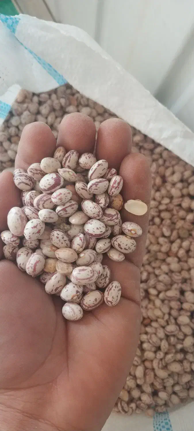 لوبیا چیتی یک تن و نیم|خوردنی و آشامیدنی|فولادشهر, فولادشهر|دیوار