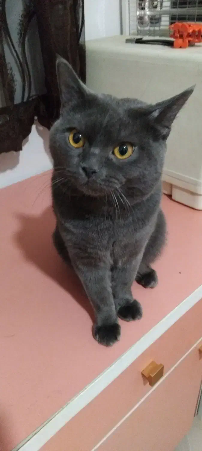 گربه اسکاتیش بریتیش|گربه|قائم‌شهر, |دیوار