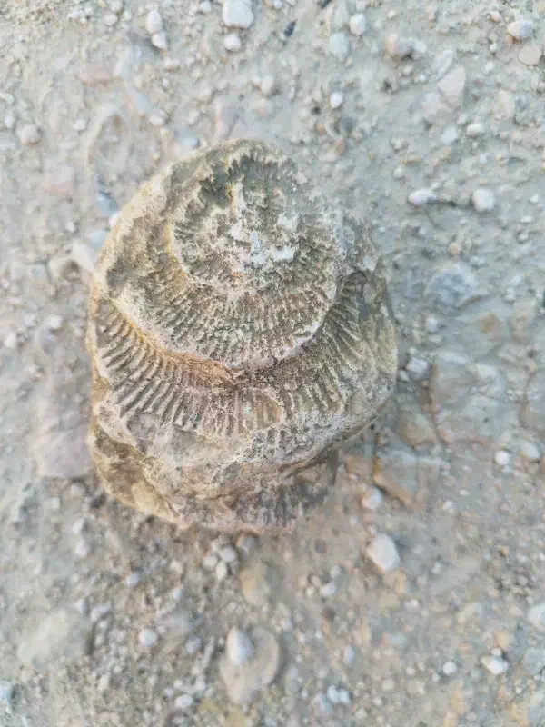 فسیل|کلکسیون اشیاء عتیقه|رستمکلا, |دیوار