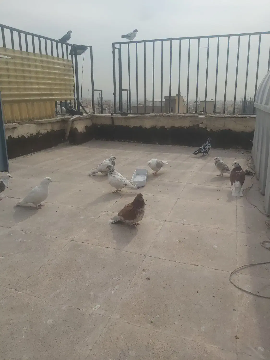تعدادی کبوتر قریب گیری پرشی به قیمت مناسب فروشی|پرنده|تهران, زرکش|دیوار