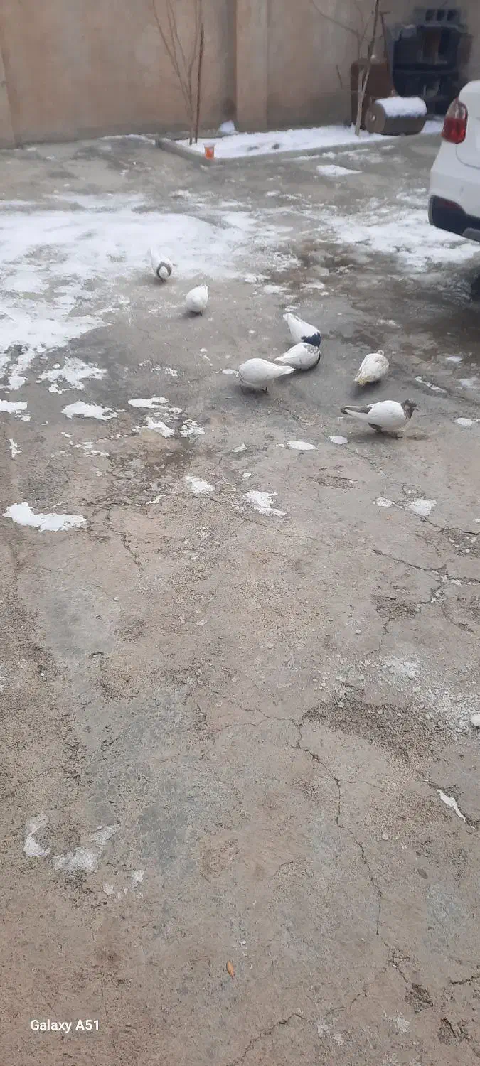 کبوتر|پرنده|سنقر, |دیوار